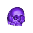 50th_percentile_male_human_skull_front.stl 50th percentile male human skull