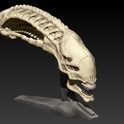 16.jpg Xenomorph skull with base