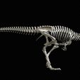 04.jpg Tyrannosaurus rex: 3D skeleton