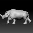 ZBrush555.jpg Rhinoceros