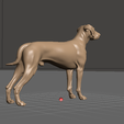 Weimaraner-03.png Weimaraner Hund