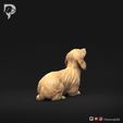 Dachshund-Miniature-Long-Haired-Pose-08-Dog-3D-Print-4s.jpeg Dachshund Miniature Long Haired Pose 08