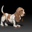 HushPuppy01.jpg Basset Hound - Hush Puppy - Dog Breed - 3d print model