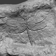 d4.png Dragonfly Mineral Fossile - Realistic Printable Resin