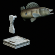 zander-trophy-31.png zander / pikeperch / Sander lucioperca fish in motion trophy statue detailed texture for 3d printing