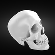 Screenshot-2022-05-31-at-21.13.28.png Perfect anatomic human skull model