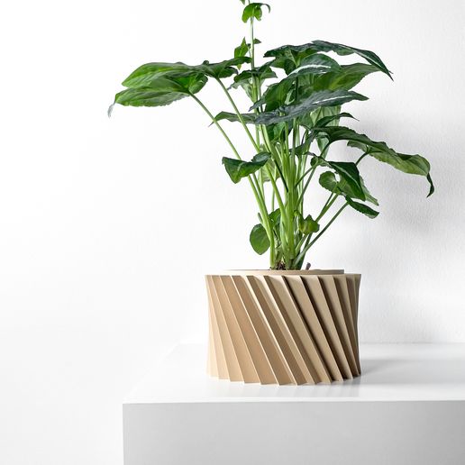 hawaiian indoor plants Dracaena Hawaiian Sunshine | 150cm main image 0
