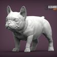 french-bulldog-puppy-1.jpg french bulldog puppy 3D print model