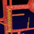 PS0035.jpg Human arterial system schematic 3D