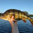 PERCH43CM.jpg FISHING LURE BAIT CRANKBAIT FOR BASS AND PERCH - VIBRATION LURE