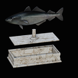 coalfish-statue-box-1-27.png fish coalfish / Pollachius virens with storage space / for 3d printing