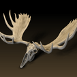 Moose_01.png Elch-Schädel