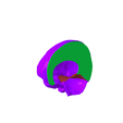 7.png Subdivision of cranial dura mater SEGMENTED IN 3 PARTS