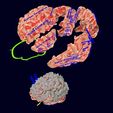 screenshot157.jpg Central nervous system cortex limbic basal ganglia stem cerebel 3D model