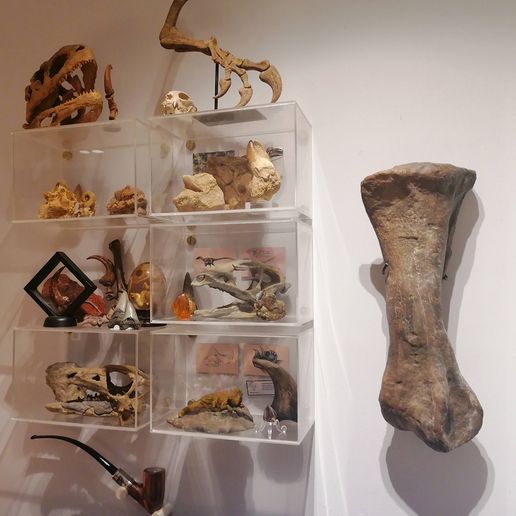 IMG_20230209_211316.jpg Dinosaurierknochen - Hypacrosaurus Mittelfußknochen