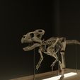 untitled1.jpg Microceratus life size skeleton