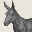 Donkey-02.jpg Donkey