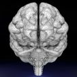 centralnervoussystemcortexlimbicbasalgangliastemcerebel3dmodelblend16.jpg Central nervous system cortex limbic basal ganglia stem cerebel 3D model