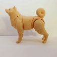 1645777468495.jpg Shiba inu BJD