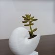 20230819_172918.jpg Seashell vase