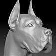 4.jpg Great Dane head for 3D printing