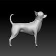 chih2.jpg Chihuahua - Dog breed 3d model for 3d print