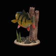 peacock-bass-trophy-natural-2-2-9.png Peacock bass (Cichla ocellaris) fish trophy in motion sculpture 2 underwater detailed texture for 3d printing