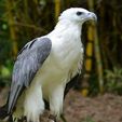 Philippine_Eagle.jpg Monkey-Eating Philippine Eagle 3D-printable