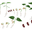 Seed_Color.png Process Of Seed Germination