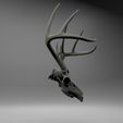 side.jpg Entire Deer Skull 10 point Buck Antlers Model 2