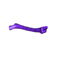 Femur_Right.stl Pteranodon skeleton