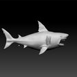 shar3.jpg Shark - realistic shark 3d model for 3d print
