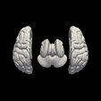 3.png 3D Model of Brain with Cerebellum and Brain Stem