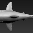 02.jpg Great white shark
