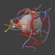 5.png 3D Model of Complete Eye Anatomy