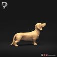 Dachshund-Miniature-Smooth-Haired-Pose-02-Dog-3D-Print-3s.jpeg Teckel miniature à poil lisse Pose 02