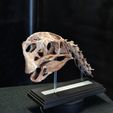 DSC_0470_Cults.jpg Life size Citipati (Oviraptor) skull and cervical vertebrae