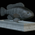 White-grouper-statue-9.png fish white grouper / Epinephelus aeneus statue detailed texture for 3d printing