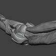 3.png Human Elbow Joint Anatomy — Bones, Ligaments, and Muscle Insertions