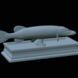 Pike-statue-24.png fish Northern pike / Esox lucius statue detailed texture for 3d printing