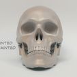 Skull-articulated17.jpg Skull articulated