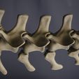 DSC_0082.jpg 3D-Datei Skeleton of Vélociraptor real size Part04/05・3D-druckbare Vorlage zum herunterladen