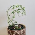 3d-printed-cactus-trellis.jpg Trellis for climbing plants and vines