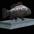 Dusky-grouper-12.png fish dusky grouper / Epinephelus marginatus statue detailed texture for 3d printing