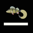 perch-16cm-twister-2.png AM bait perch 16cm twister form for predator fishing