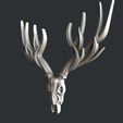 P314-2.jpg skull deer