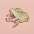 open-mouth_budgett's_frog-01.jpg Rã de Budgett de boca aberta