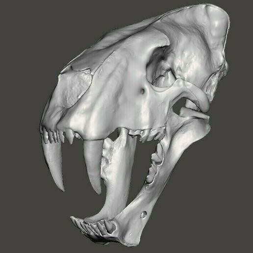 homotherium-3.jpg Fichier STL Crâne de chat à dents de sabre Homotherium・Plan imprimable en 3D à télécharger, Lucas_Kranz