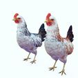 34.jpg CHICKEN CHICKEN - DOWNLOAD CHICKEN 3d Model - animated for Blender-Fbx-Unity-Maya-Unreal-C4d-3ds Max - 3D Printing HEN hen, chicken, fowl, coward, sissy, funk- BIRD - POKÉMON - GARDEN