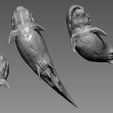 2.jpg Dunkleosteus - 3D Printable Prehistoric Creature - 3 Poses 3D print model